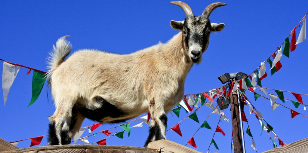 Goat stands on a wooden roof at the Pierce College Farm Center. In Woodland Hills, Calif. 91371 on Sept. 13th 2012. Photo: Bridget Smyth