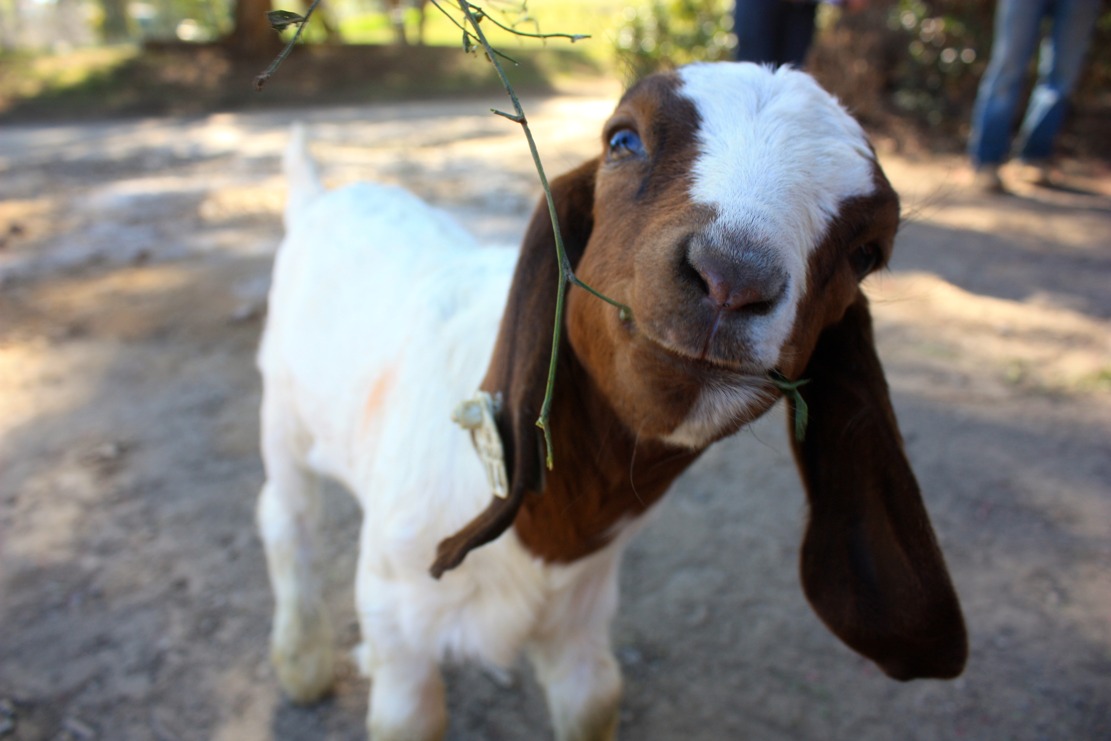 Agriculture Department hosts fundraiser in hopes of adopting orphaned goat