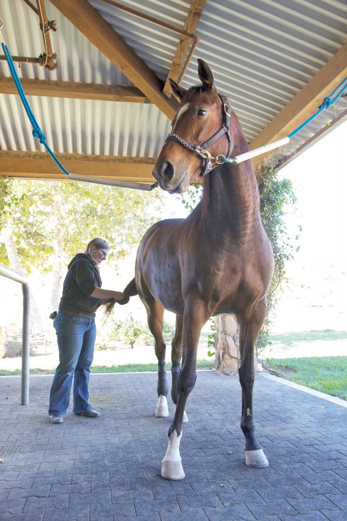 Volunteer Director of the Thoroughbred Education Foundation Inc. Tracy Wachbrit preps a horse to get brushed in Moorpark, Calif. on Nov. 23, 2014.