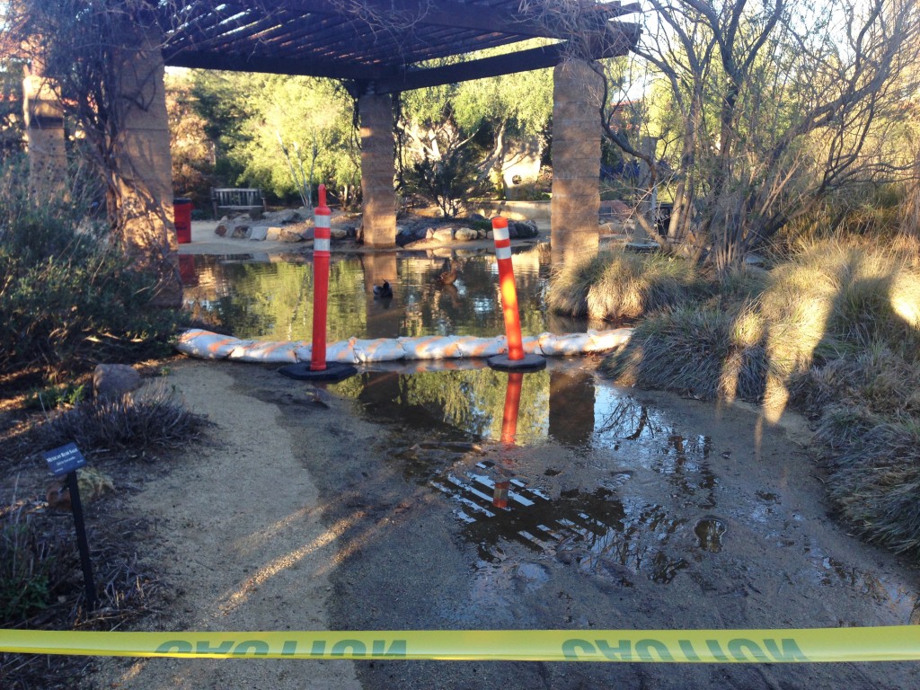 An irrigation valve ruptured and flooded the Botanical Garden before the spring 2016 semester started on Monday, Feb. 8, 2016. Woodland Hills, Calif. Photo: Samantha Bravo