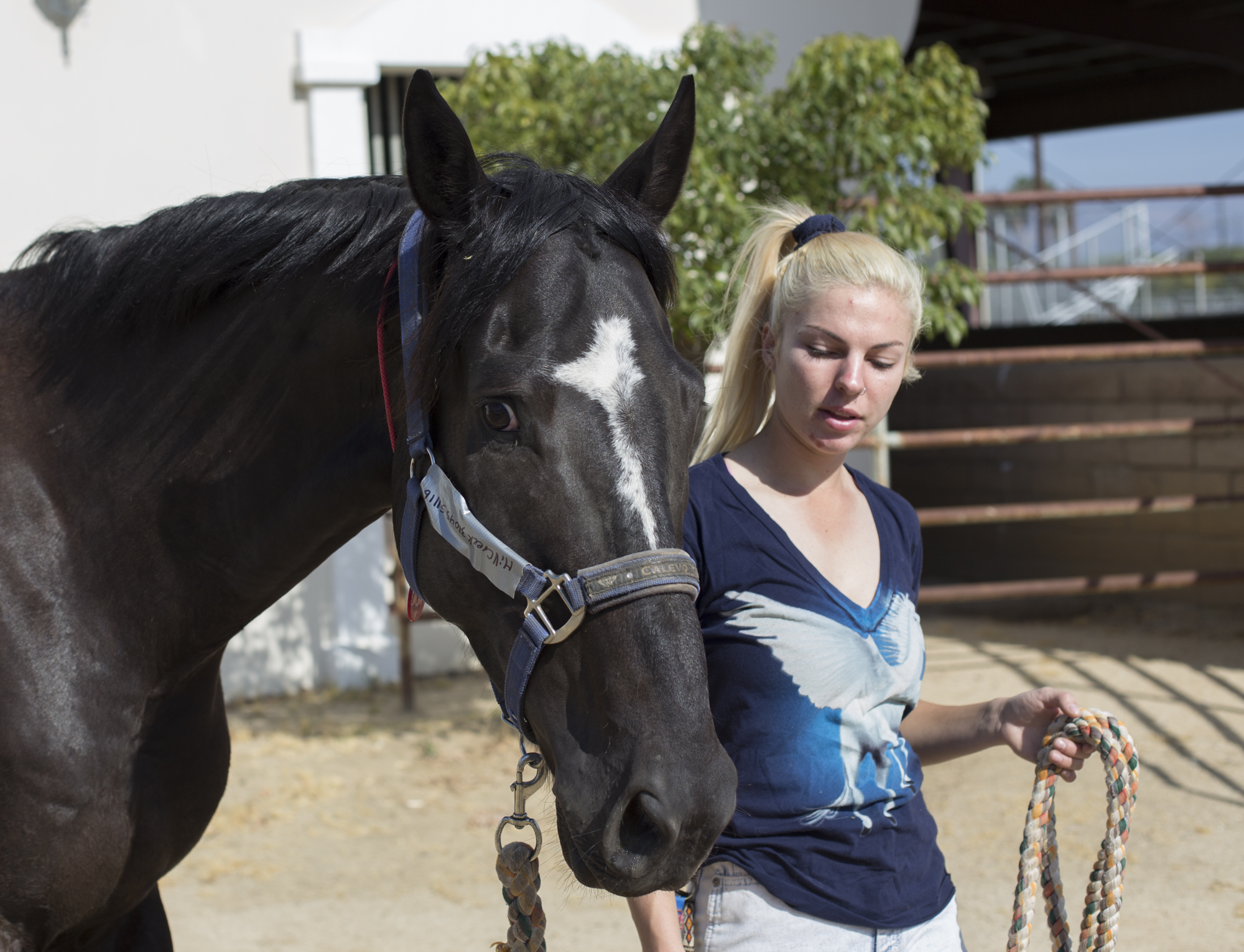 Equestrian Center takes in animals evacuated from brush fire