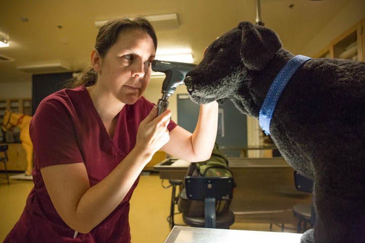 Dr. Jennifer Adelini, Veterinary Science Professor, holds up an instrument used to check the health of dog's eyes to a stuffed dog during her class in the Veterinary Technology Building at Pierce College in Woodland Hills, Calif. Photo by Taylor Arthur