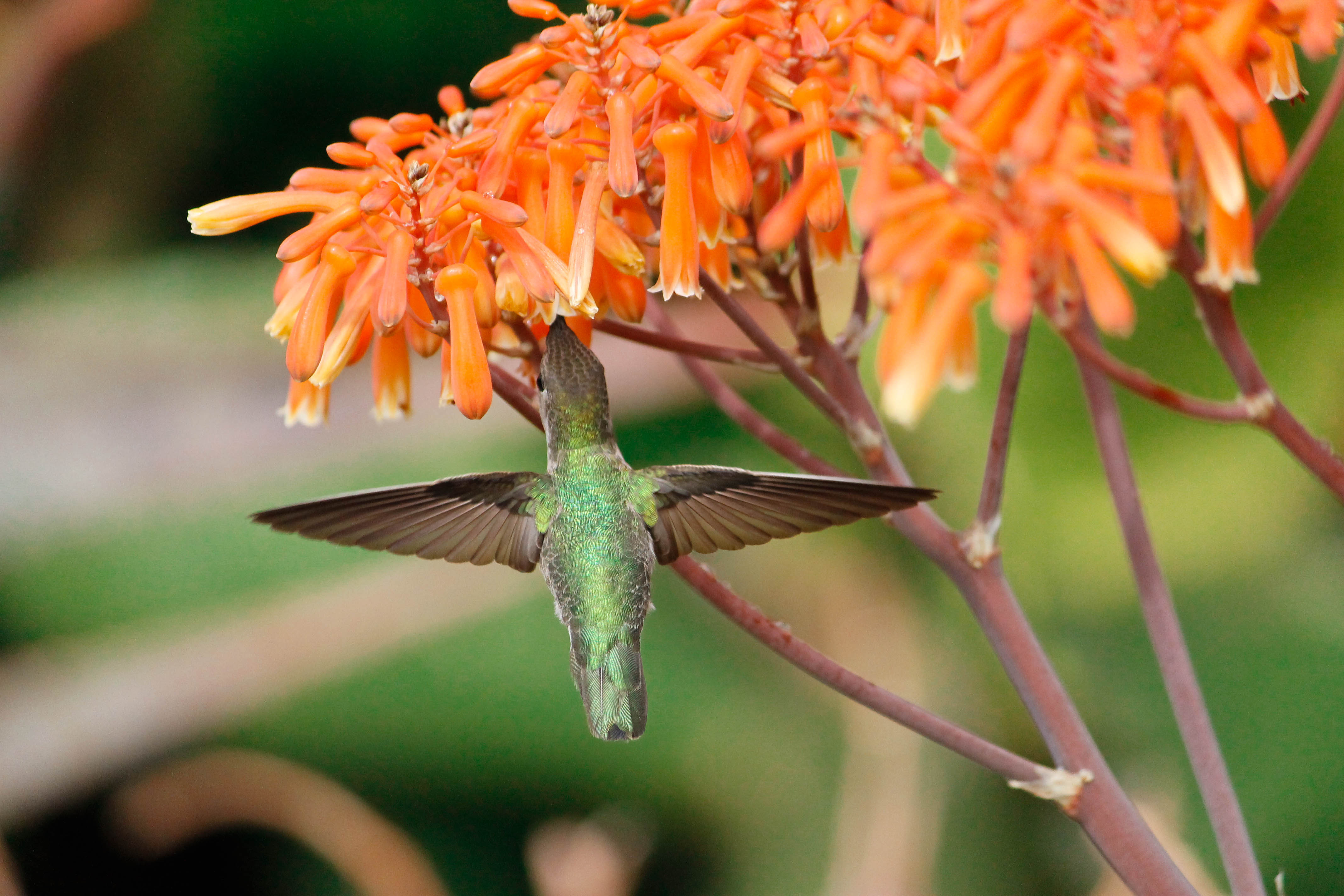 Spring into the Botanical Garden