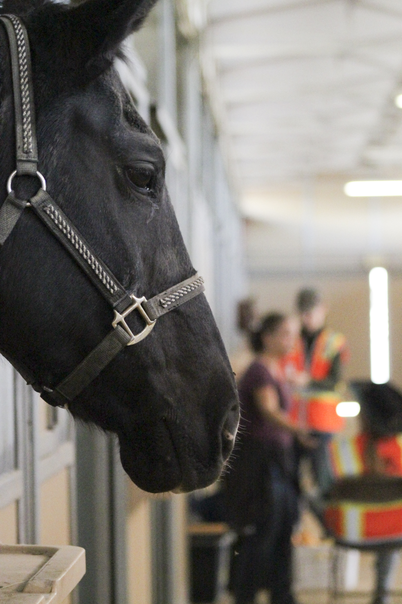 Equestrian Center is over capacity for evacuated animals
