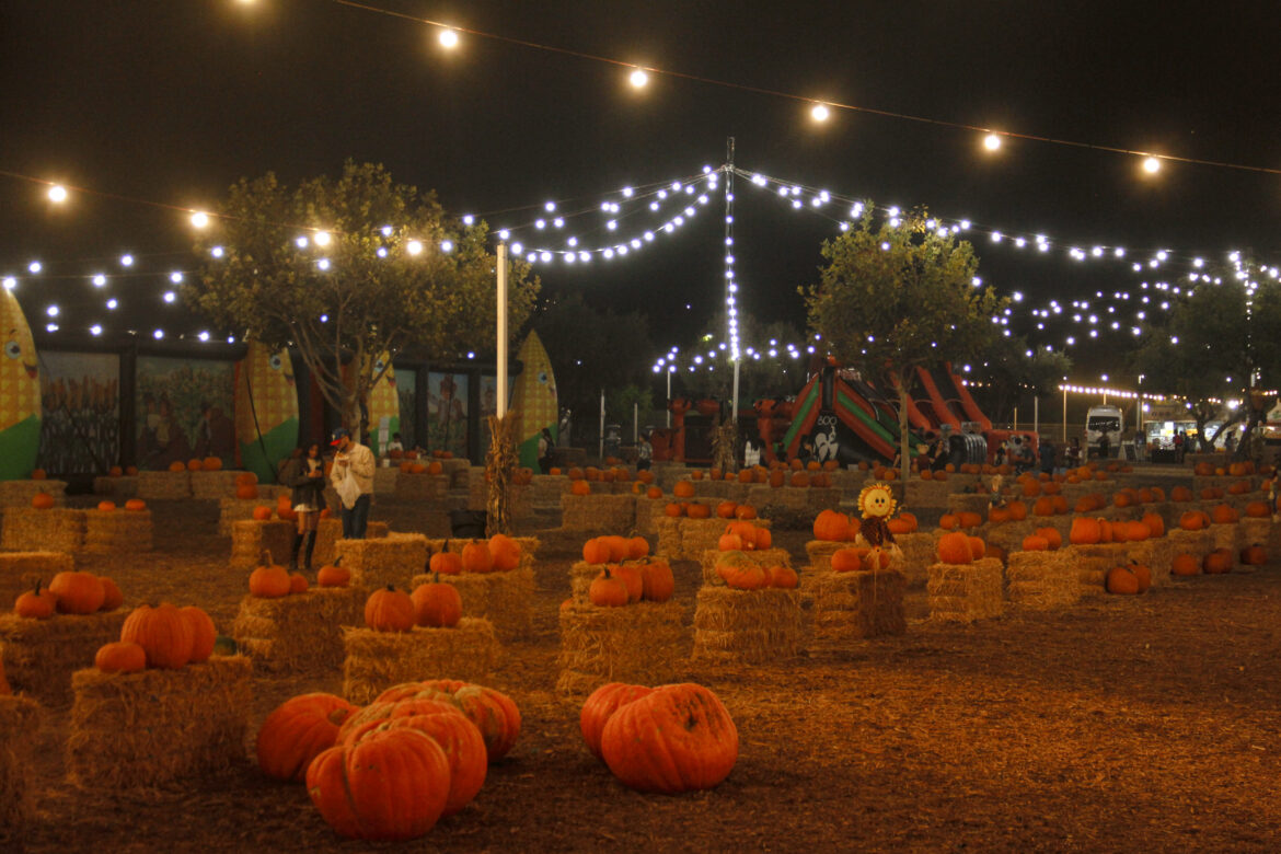 Pumpkins galore this autumn