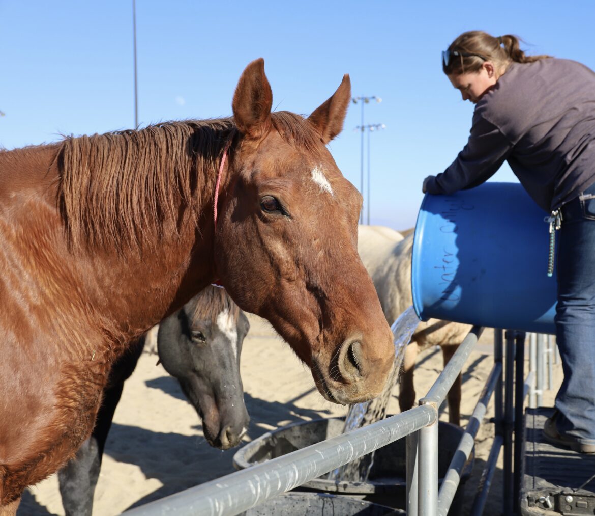 Pierce College farm serves as Palisades fire animal evacuation center